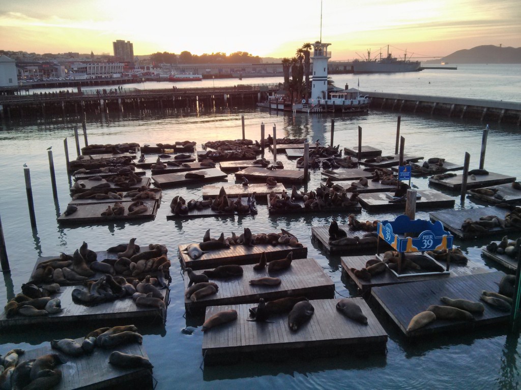 Pier 39 and Sea Lions. Photo by visionoftravel.org